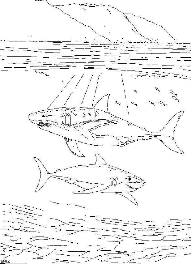 sea animal018